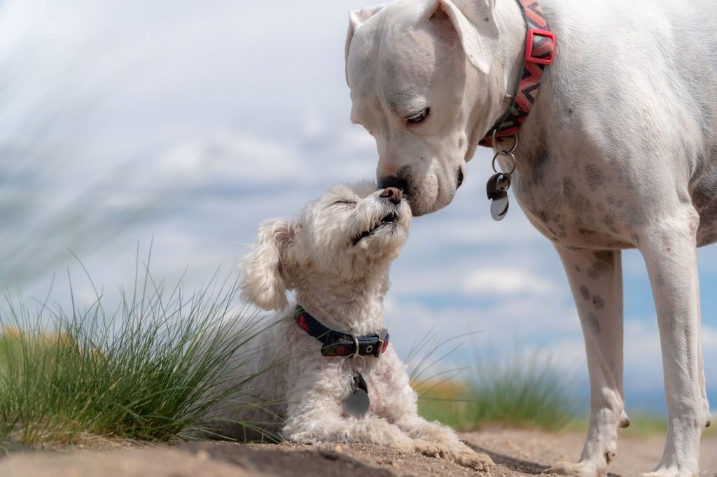Freundliches und Faires Hundetraining